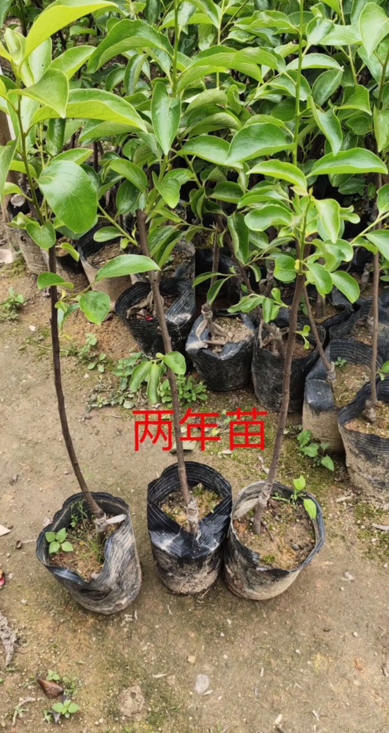[精品]柿子树苗日本甜柿子苗抗寒品种可以直接吃的