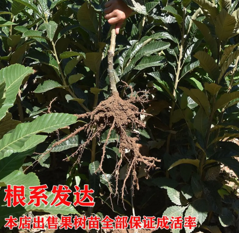 [精品]柿子树苗日本甜柿子苗抗寒品种可以直接吃的