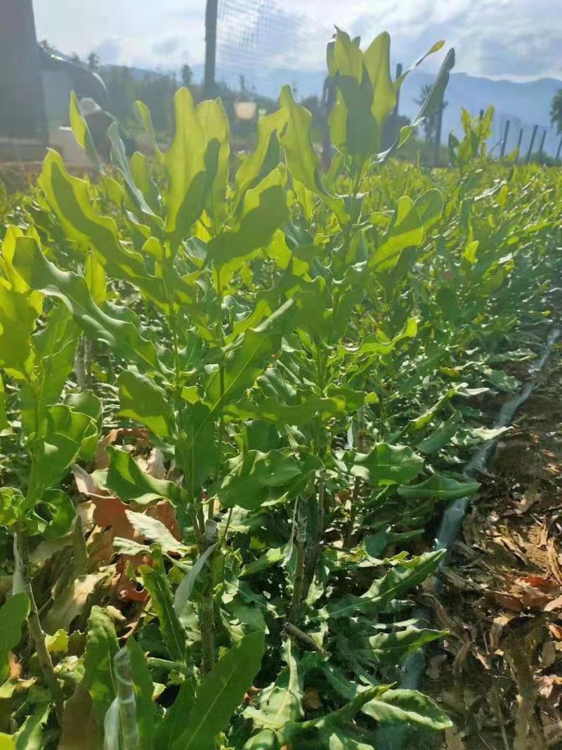澳洲坚果嫁接苗，优良品种