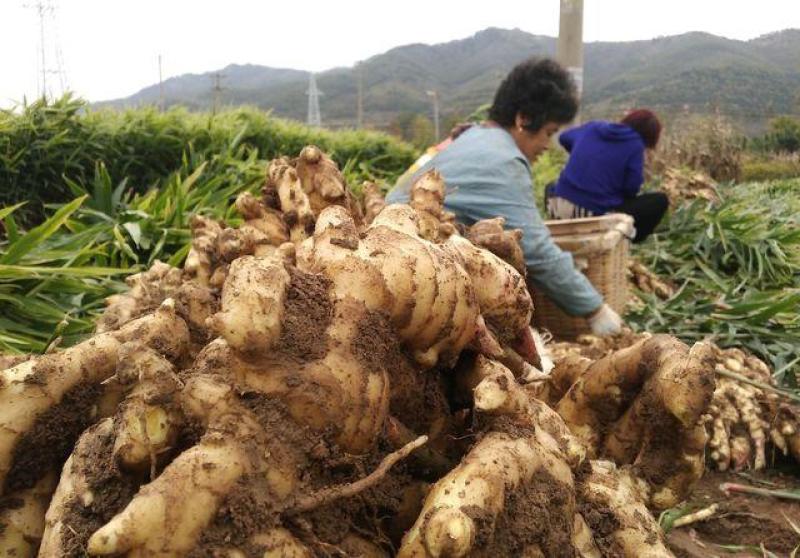 【正宗】红芽姜产地直发现挖现发一手货源保质保量量大从优