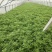云南基地精品芦蒿，一手货源，货源充足质量保证，全国发货。