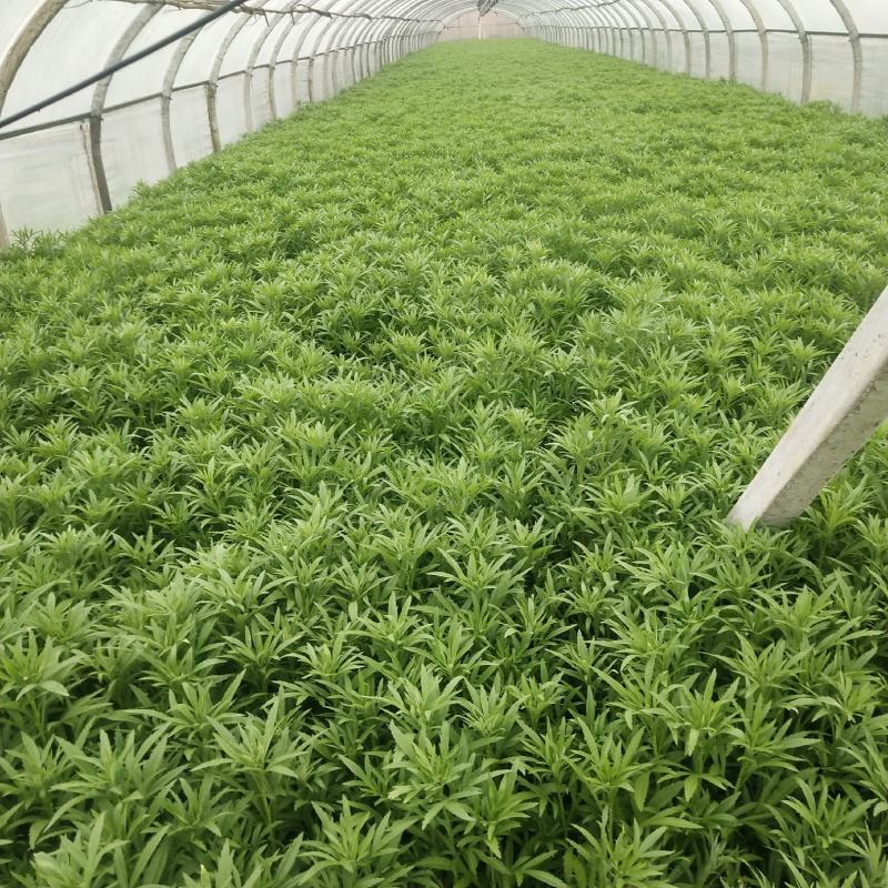 云南基地精品芦蒿，一手货源，货源充足质量保证，全国发货。