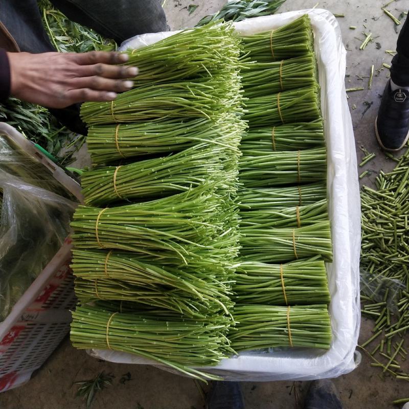 云南基地精品芦蒿，一手货源，货源充足质量保证，全国发货。