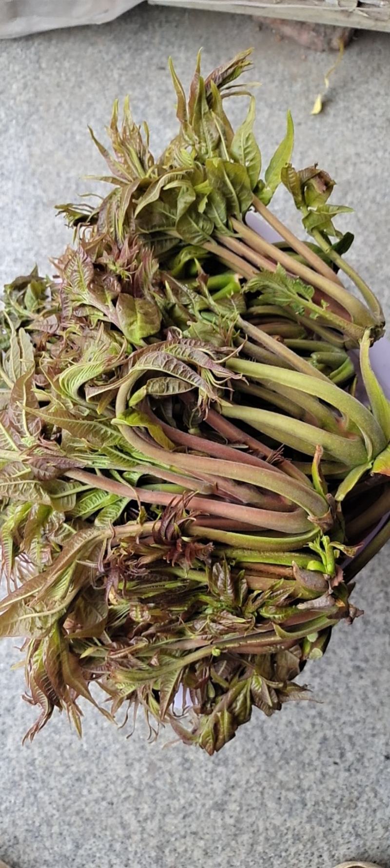 商洛山阳野生精品香椿芽