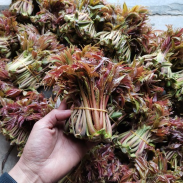 商洛山阳野生精品香椿芽