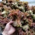 商洛山阳野生精品香椿芽