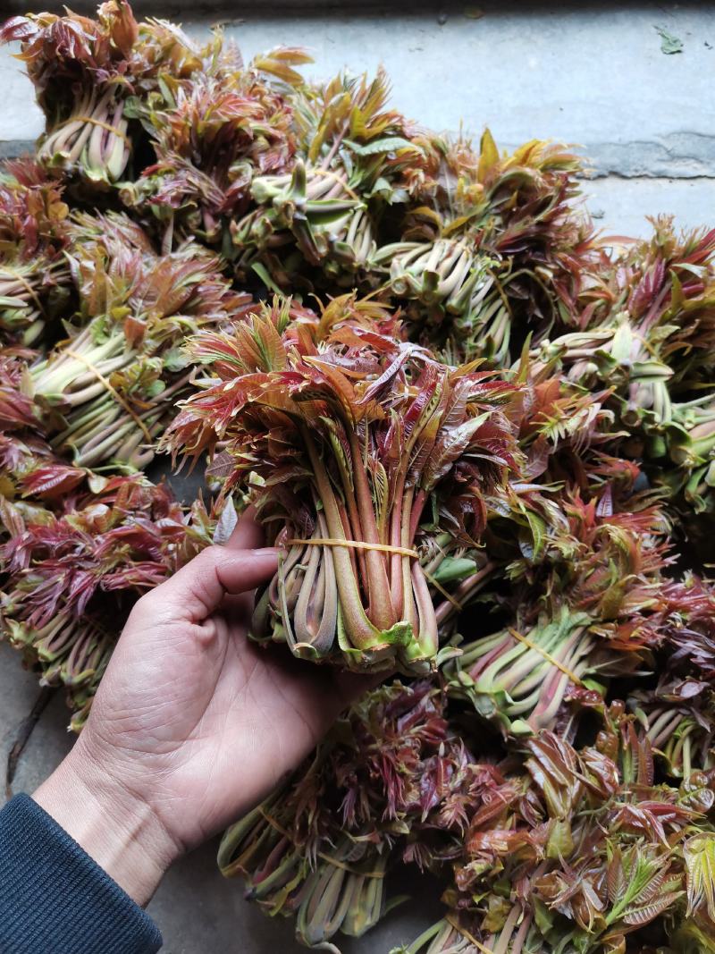 商洛山阳野生精品香椿芽