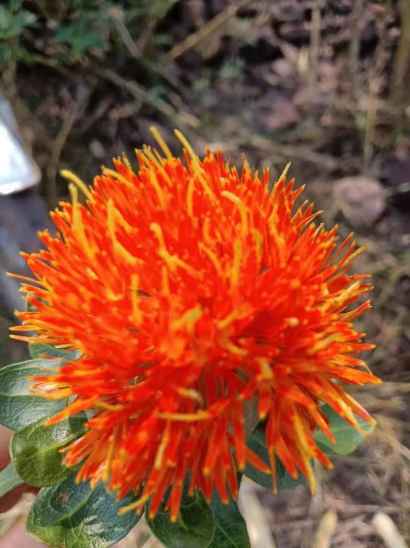 红花云南滇红花刺红花