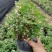 雪花木园林绿化工程苗基地直供