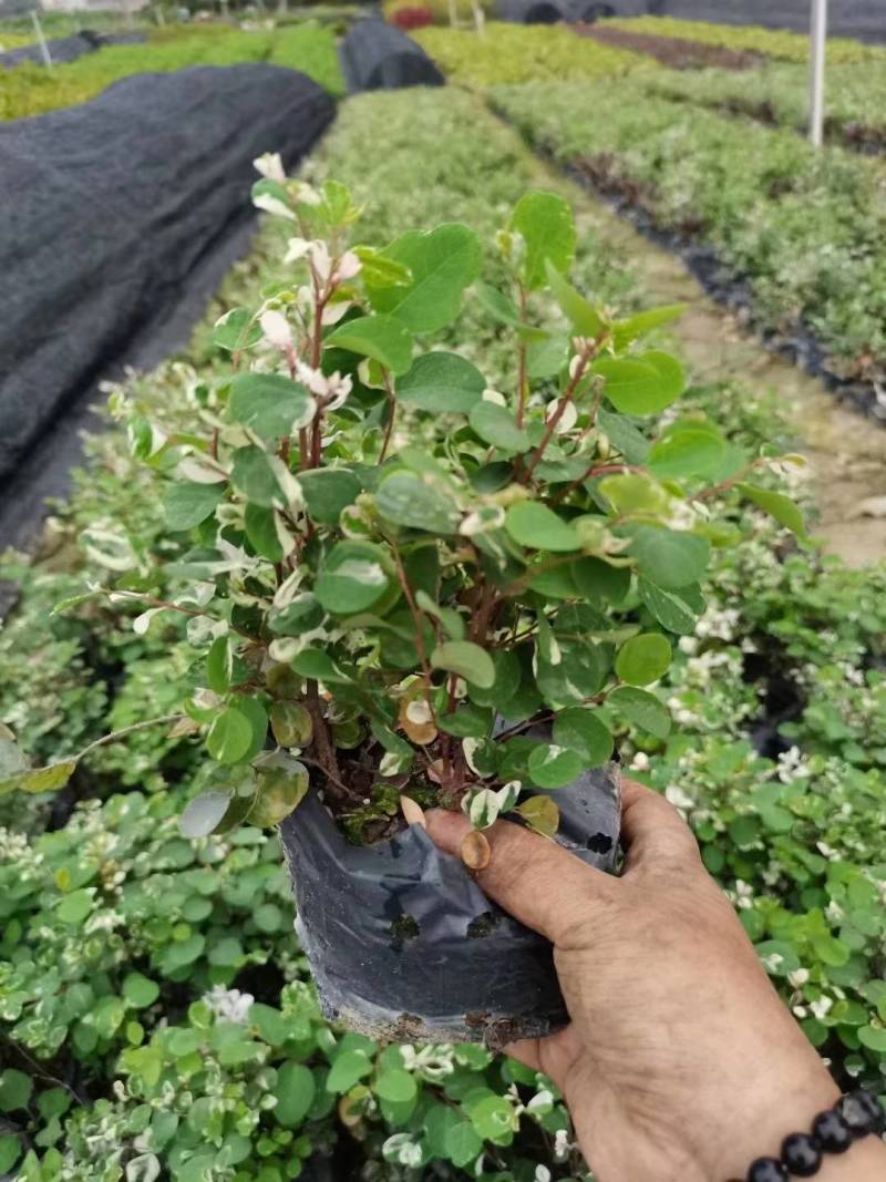 雪花木园林绿化工程苗基地直供