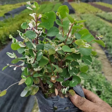雪花木园林绿化工程苗基地直供