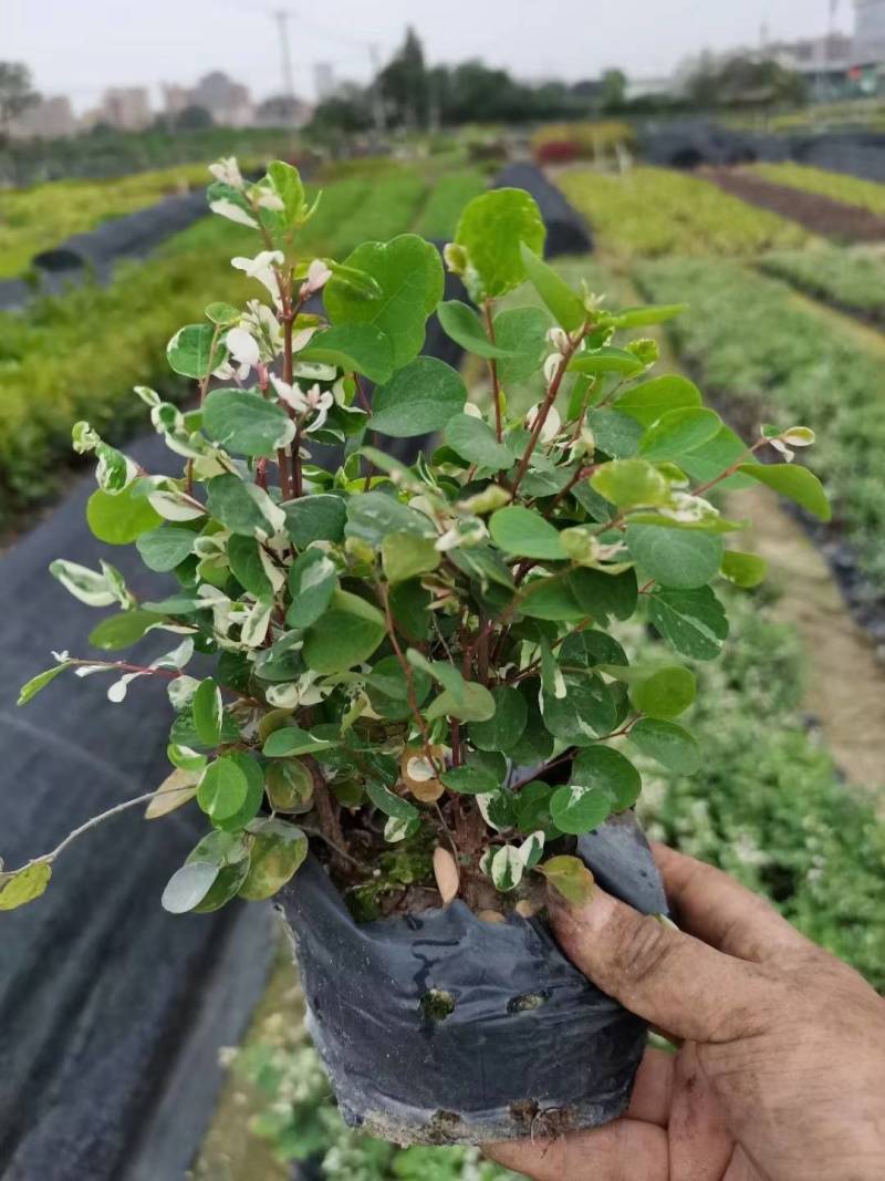 雪花木园林绿化工程苗基地直供