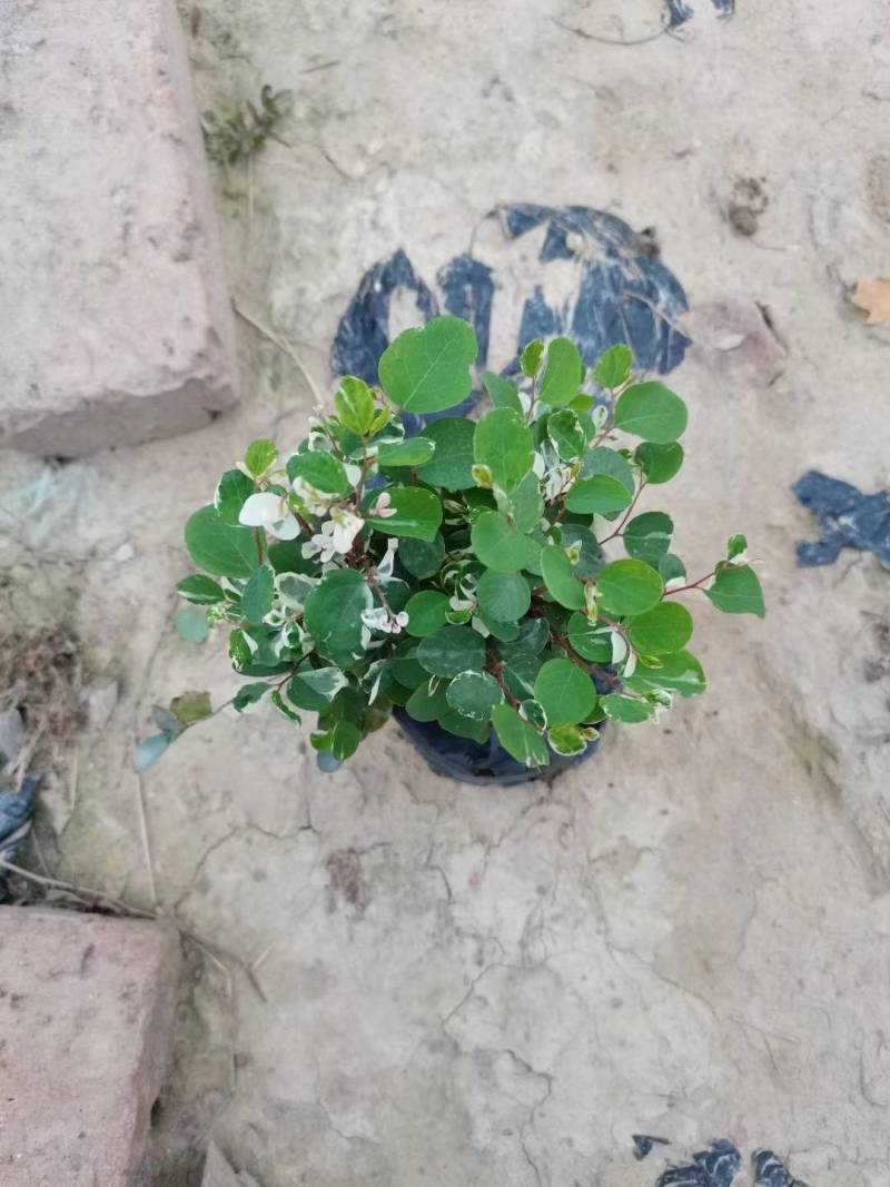 雪花木园林绿化工程苗基地直供