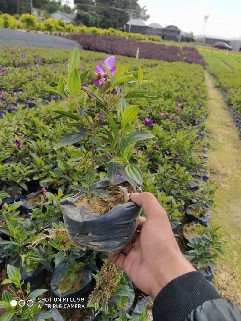 雪花木园林绿化工程苗基地直供