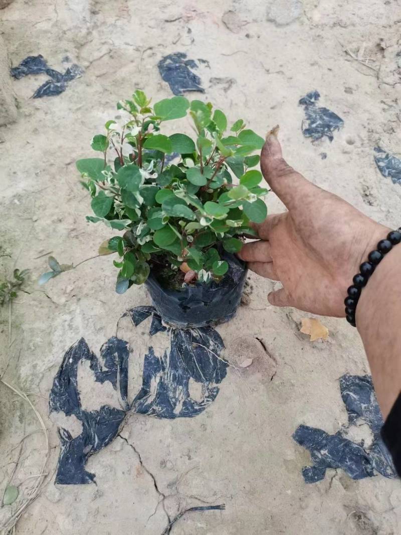 雪花木园林绿化工程苗基地直供