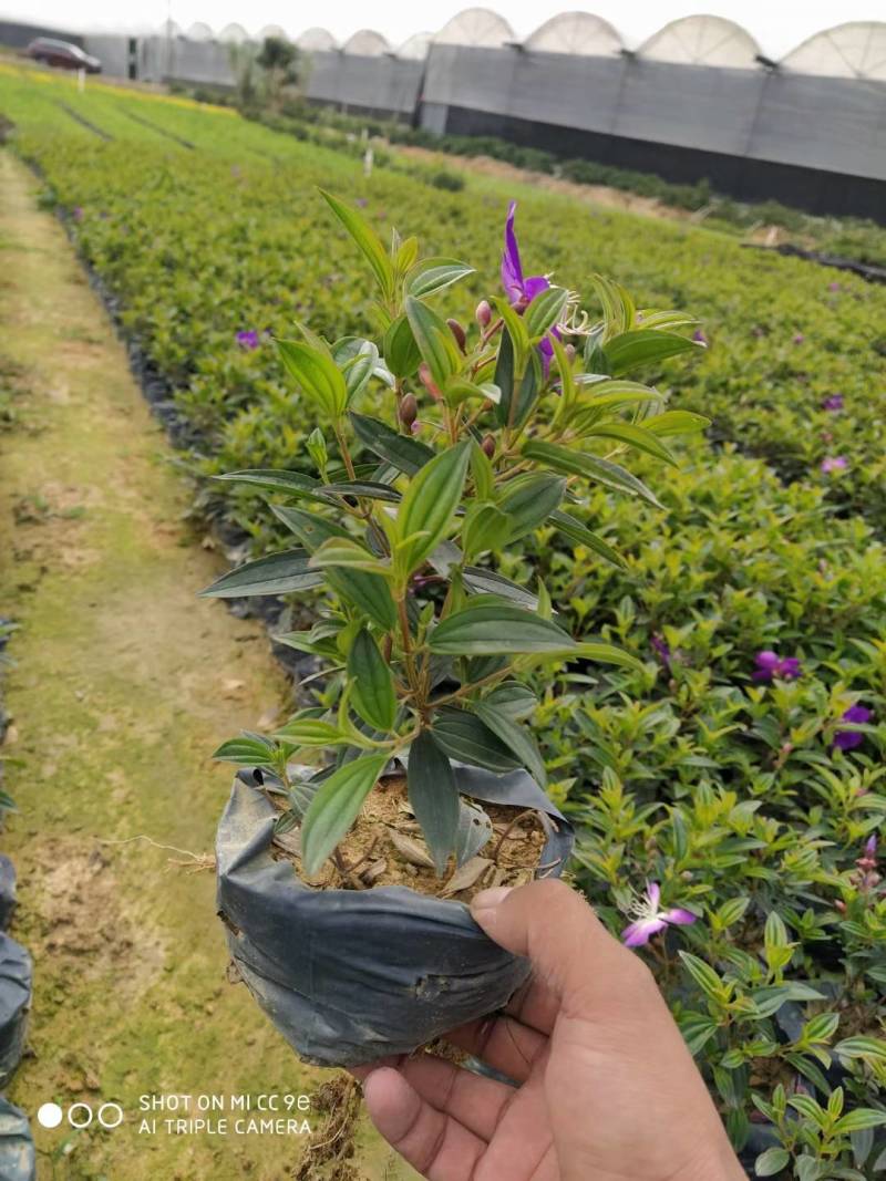 雪花木园林绿化工程苗基地直供