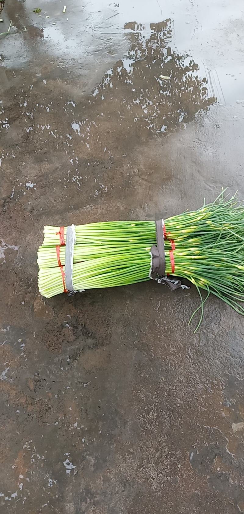 陕西汉中洋县蒜苔大量上市有需要的朋友请快来联系