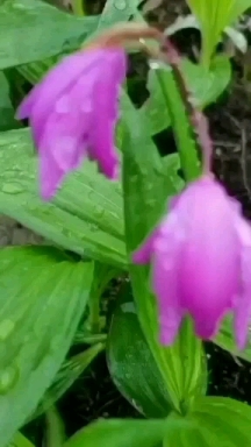 紫花三叉大白芨苗，白芨苗白芨种苗，包成活包教技术，欢迎广