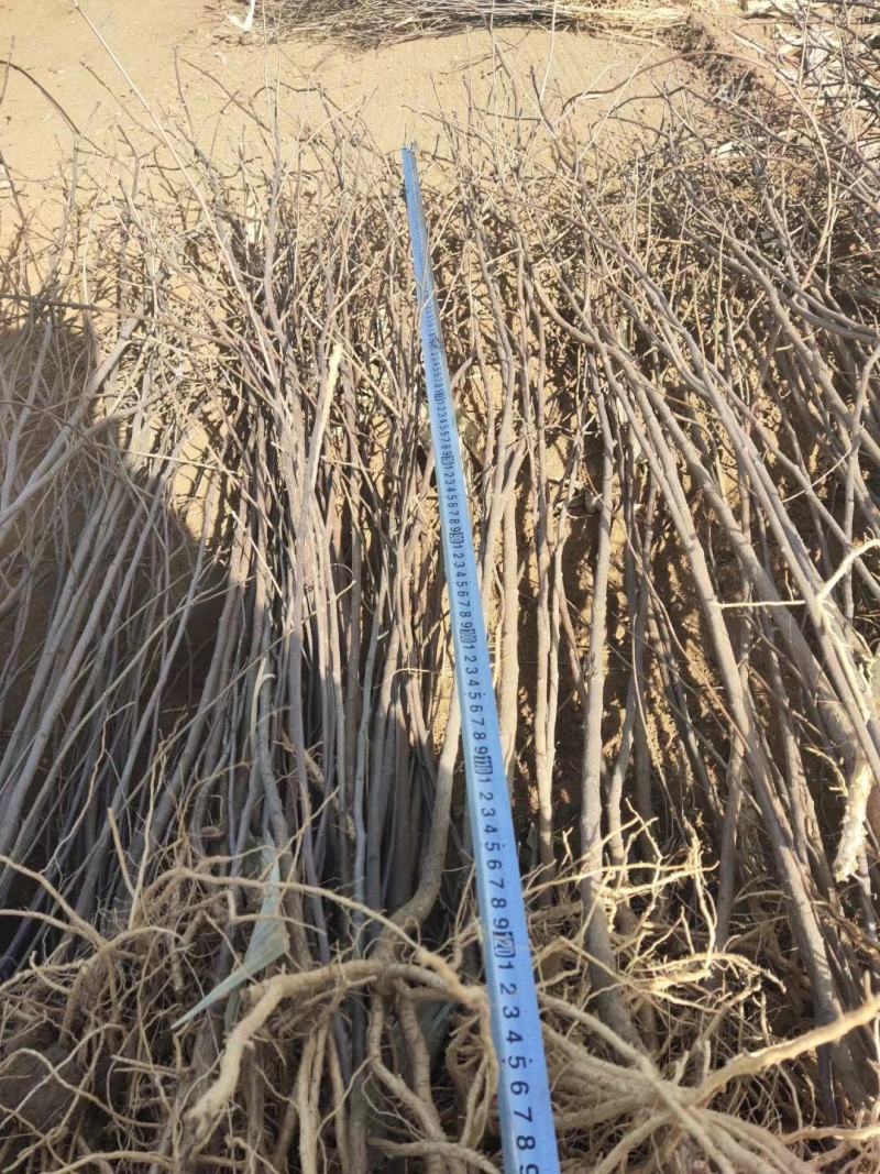 大量低价供应一年生两年生文冠果树苗保成活率