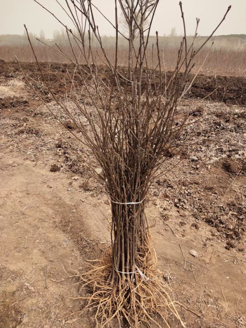 大量低价供应一年生两年生文冠果树苗保成活率