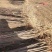 大量低价供应一年生两年生文冠果树苗保成活率