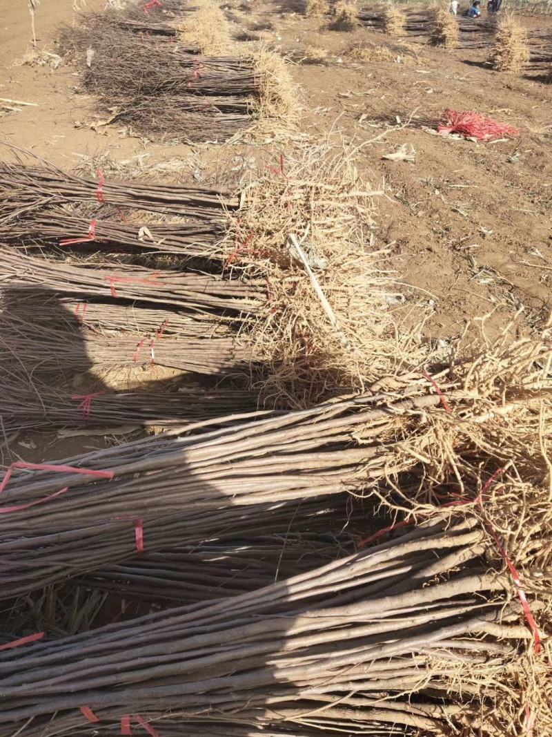 大量低价供应一年生两年生文冠果树苗保成活率