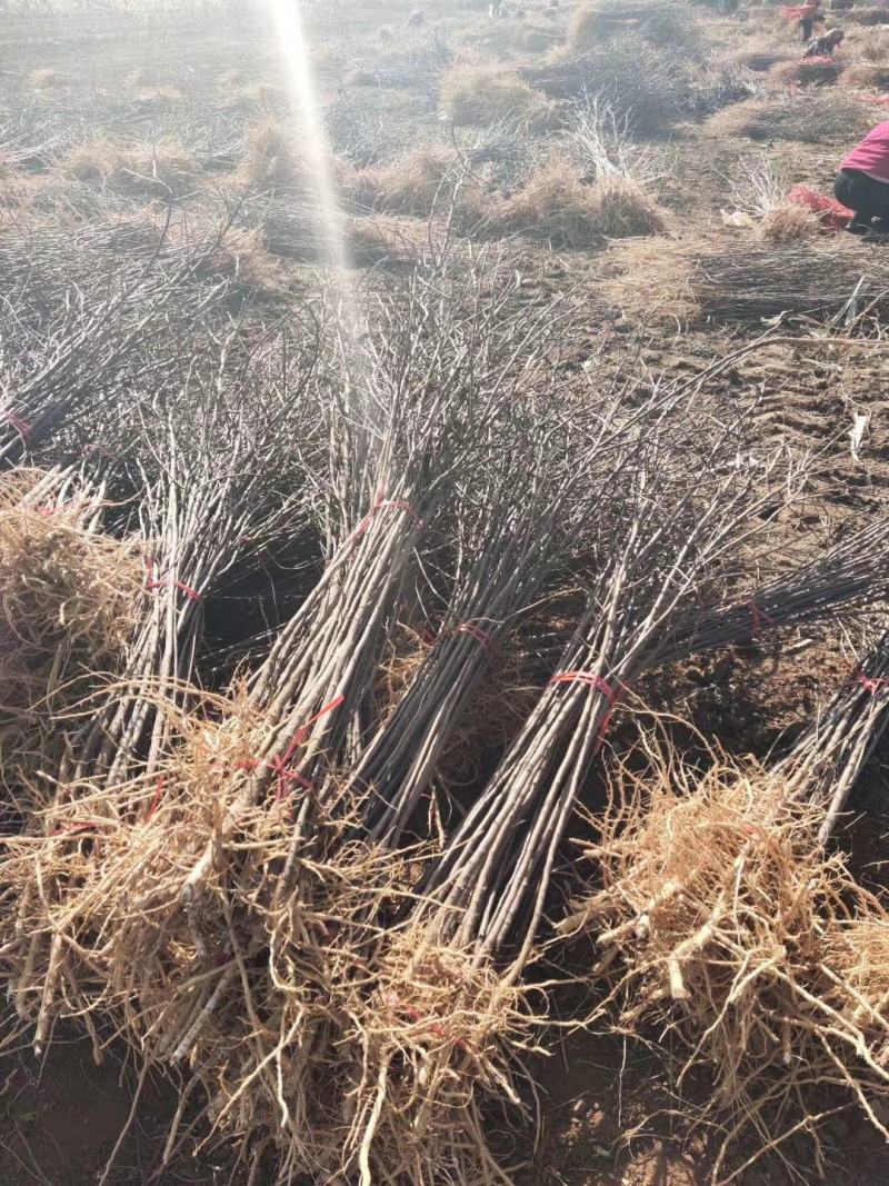 大量低价供应一年生两年生文冠果树苗保成活率