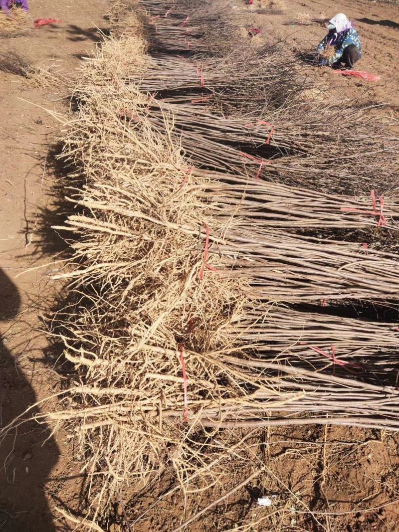 大量低价供应一年生两年生文冠果树苗保成活率