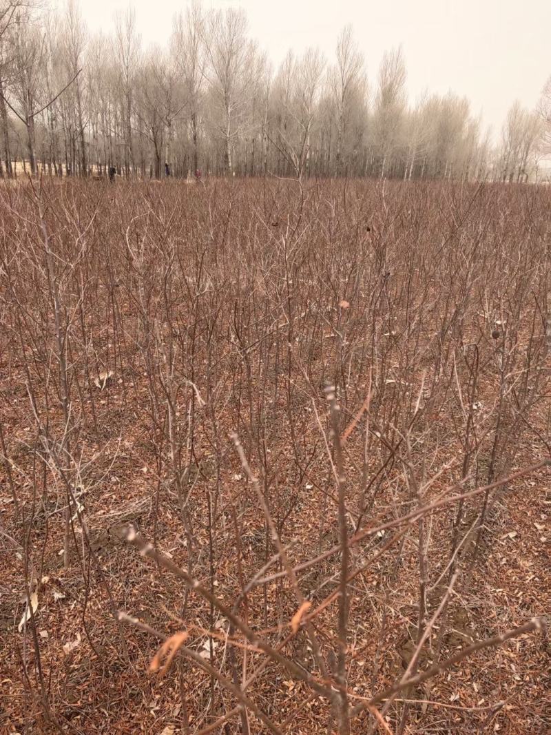 大量低价供应一年生两年生文冠果树苗保成活率