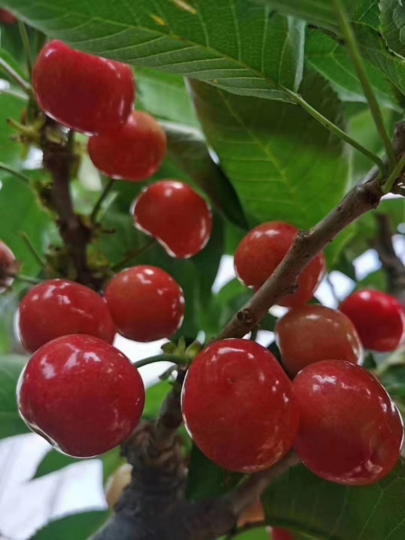 红灯美早大量上市货源充足保质保量支持全国发货