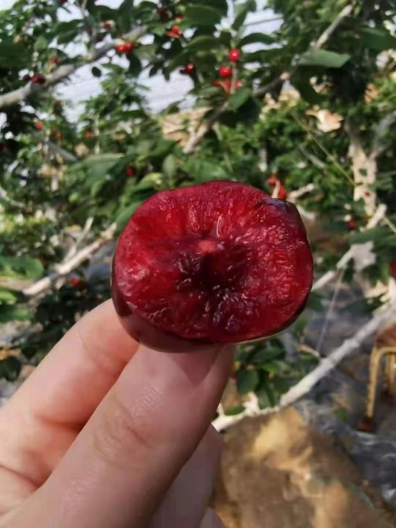 红灯美早大量上市货源充足保质保量支持全国发货