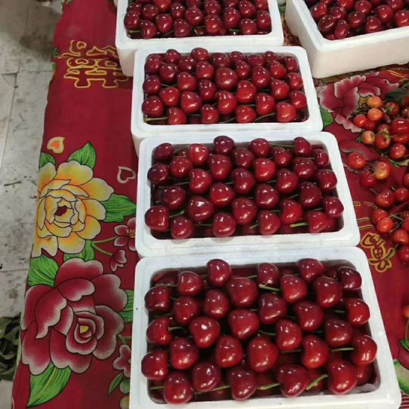 红灯美早大量上市货源充足保质保量支持全国发货
