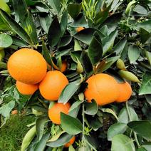 花果同期奉节脐橙果园代办品质有欢迎咨询考察