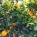 花果同期奉节脐橙果园代办品质有保障欢迎咨询考察