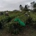 广东清远英德高山环保英红九号红茶