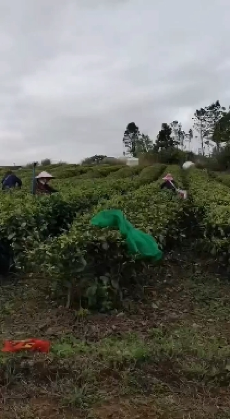 广东清远英德高山环保英红九号红茶