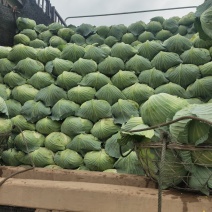 绿春扁包菜，3一6斤