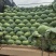 绿春扁包菜，3一6斤