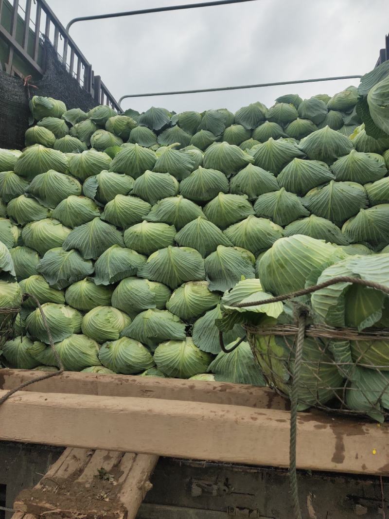绿春扁包菜，3一6斤