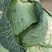 绿春扁包菜，3一6斤