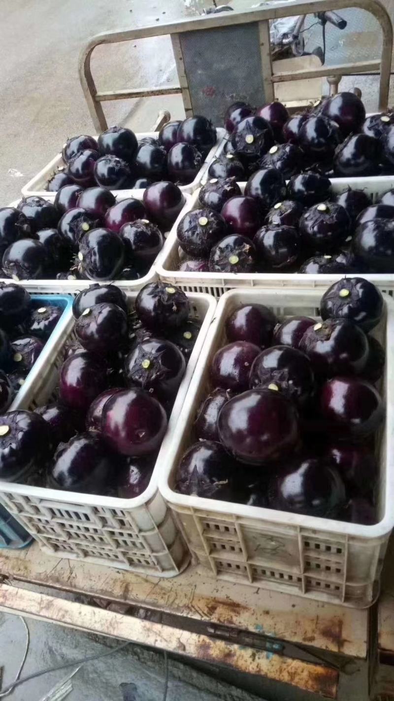 山东聊城优质紫光圆茄大量上市中，价格美丽