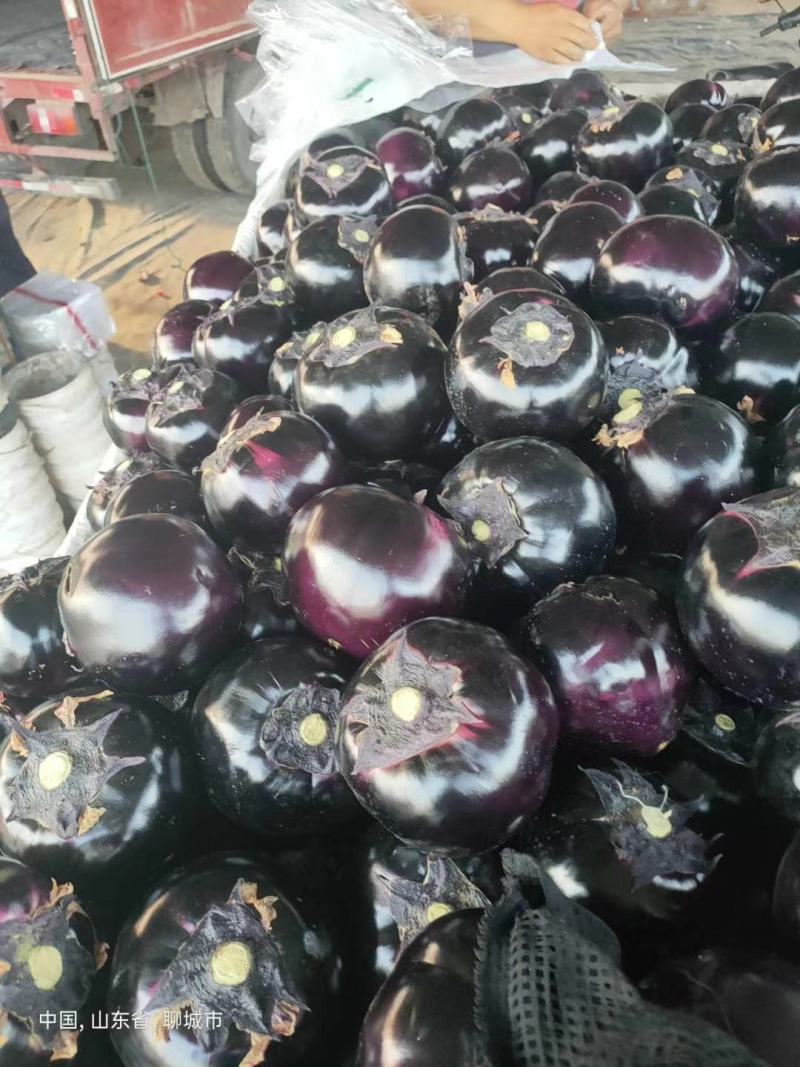 山东聊城优质紫光圆茄大量上市中，价格美丽