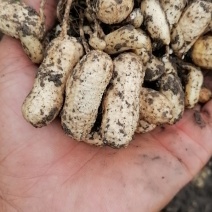 水果花生鲜食花生品种。适合生吃，以及煮熟吃口感好，出油率