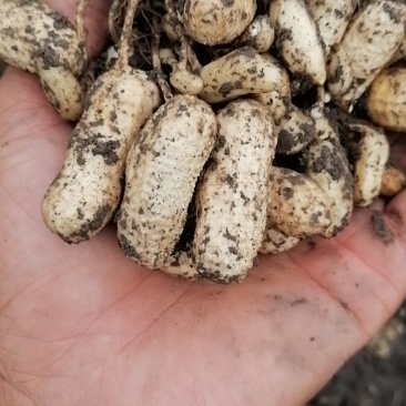 水果花生鲜食花生品种。适合生吃，以及煮熟吃口感好，出油率