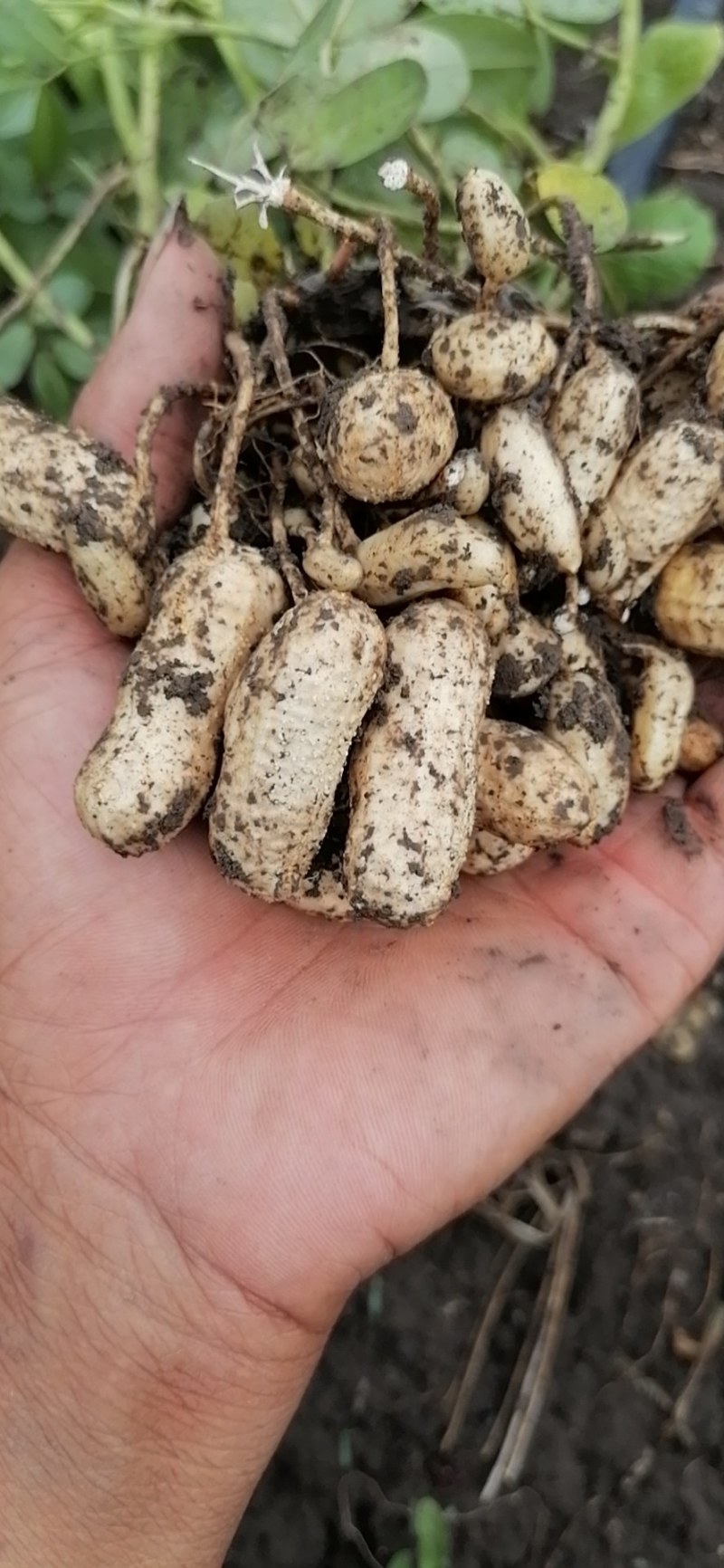 水果花生鲜食花生品种。适合生吃，以及煮熟吃口感好，出油率