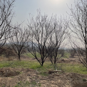 山西杏树，运城杏树基地，10公分杏树12公分杏树