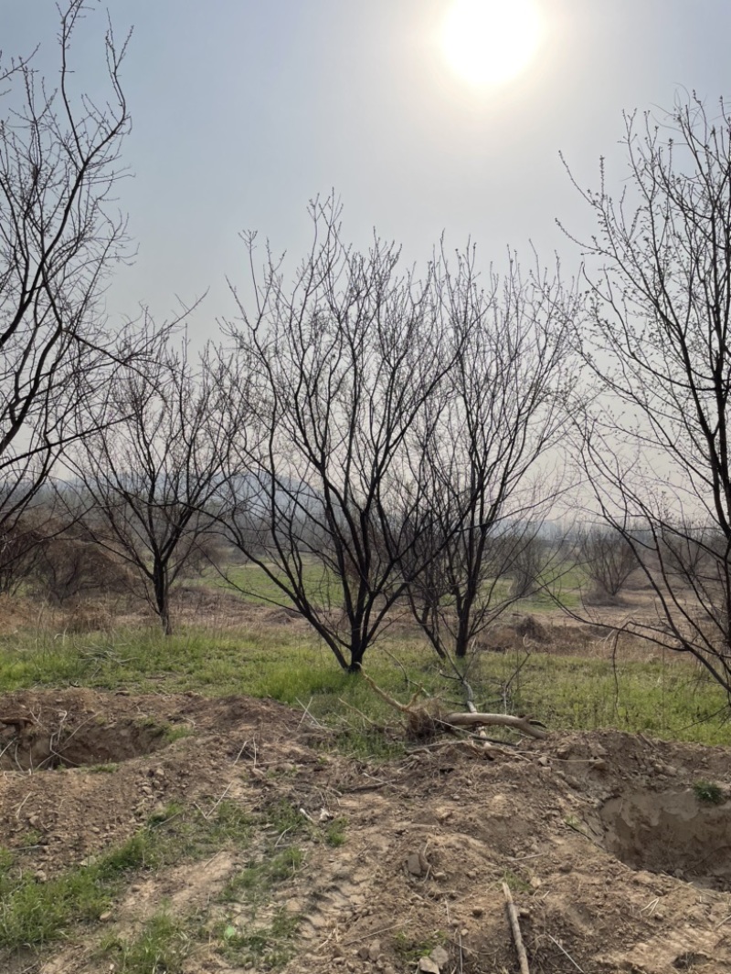 山西杏树，运城杏树基地，10公分杏树12公分杏树