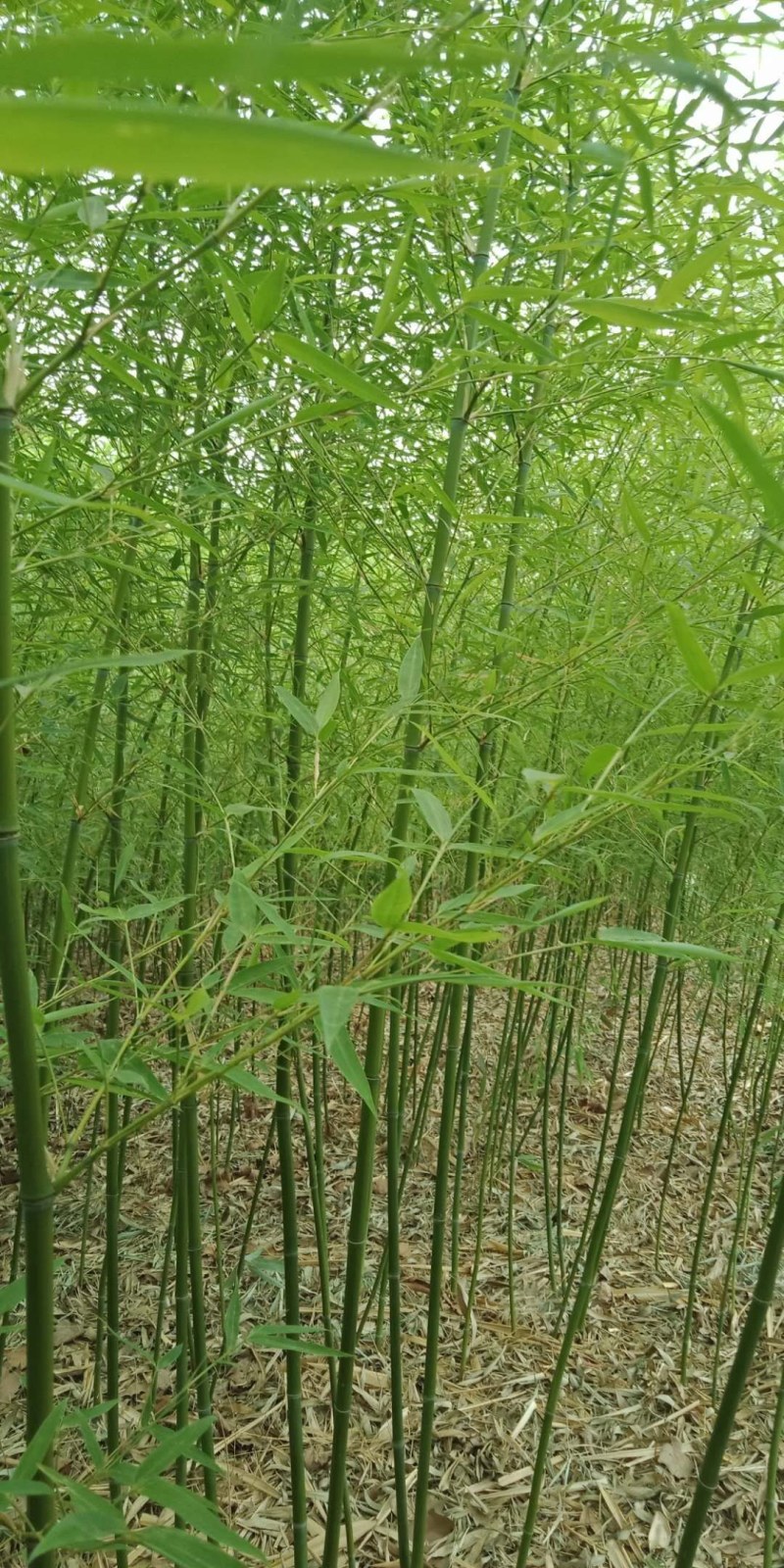 早园竹干直根大2.6------到3米粗度1---3厘米