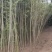 早园竹干直根大2.6------到3米粗度1---3厘米