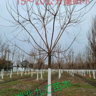 重阳木秋枫15～20公分苗圃直销精品全冠